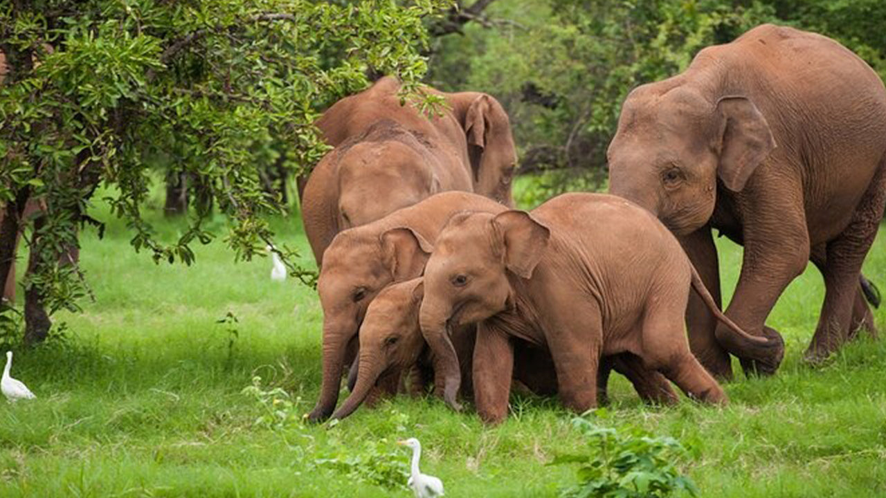 Safari nel Parco Nazionale Udawalawe da Ahangama
