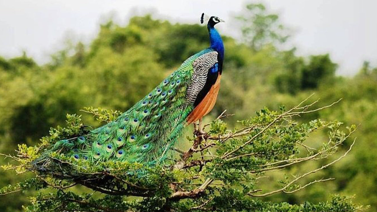 Safari nel Parco Nazionale Udawalawe da Ahangama
