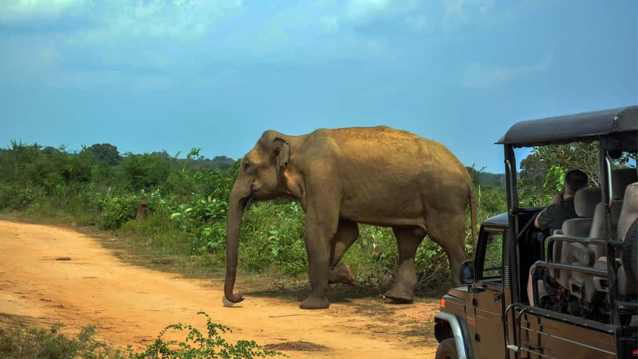 Safari nel Parco Nazionale Udawalawe da Ahangama