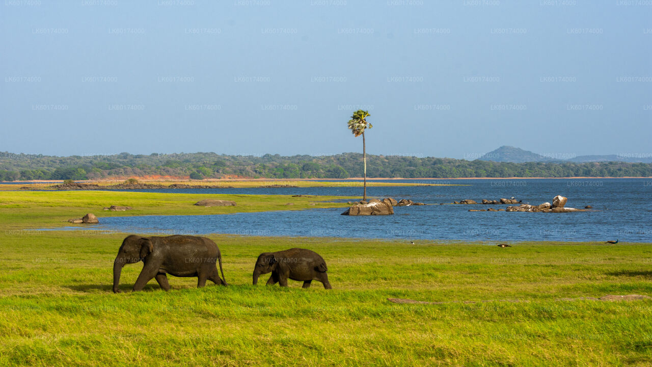Minneriya National Park Safari from Kitulgala