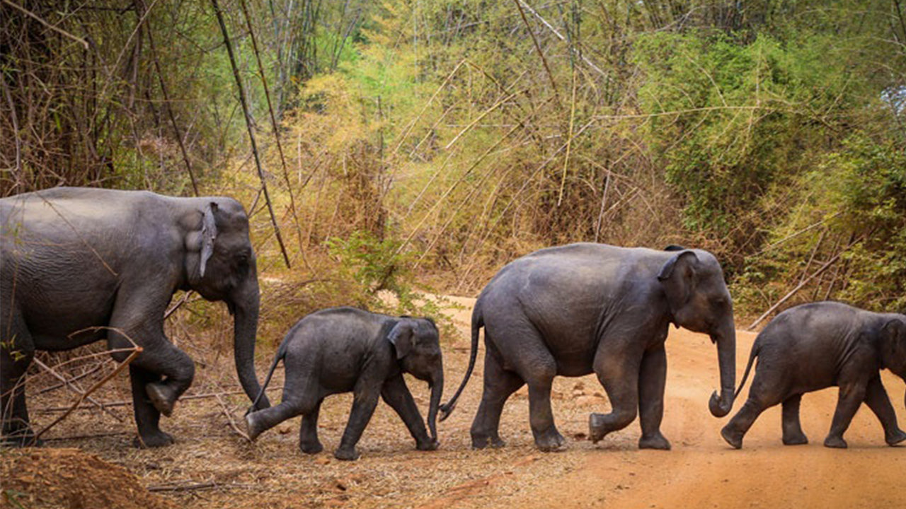 Safari al Parco Nazionale Wasgamuwa da Kandy