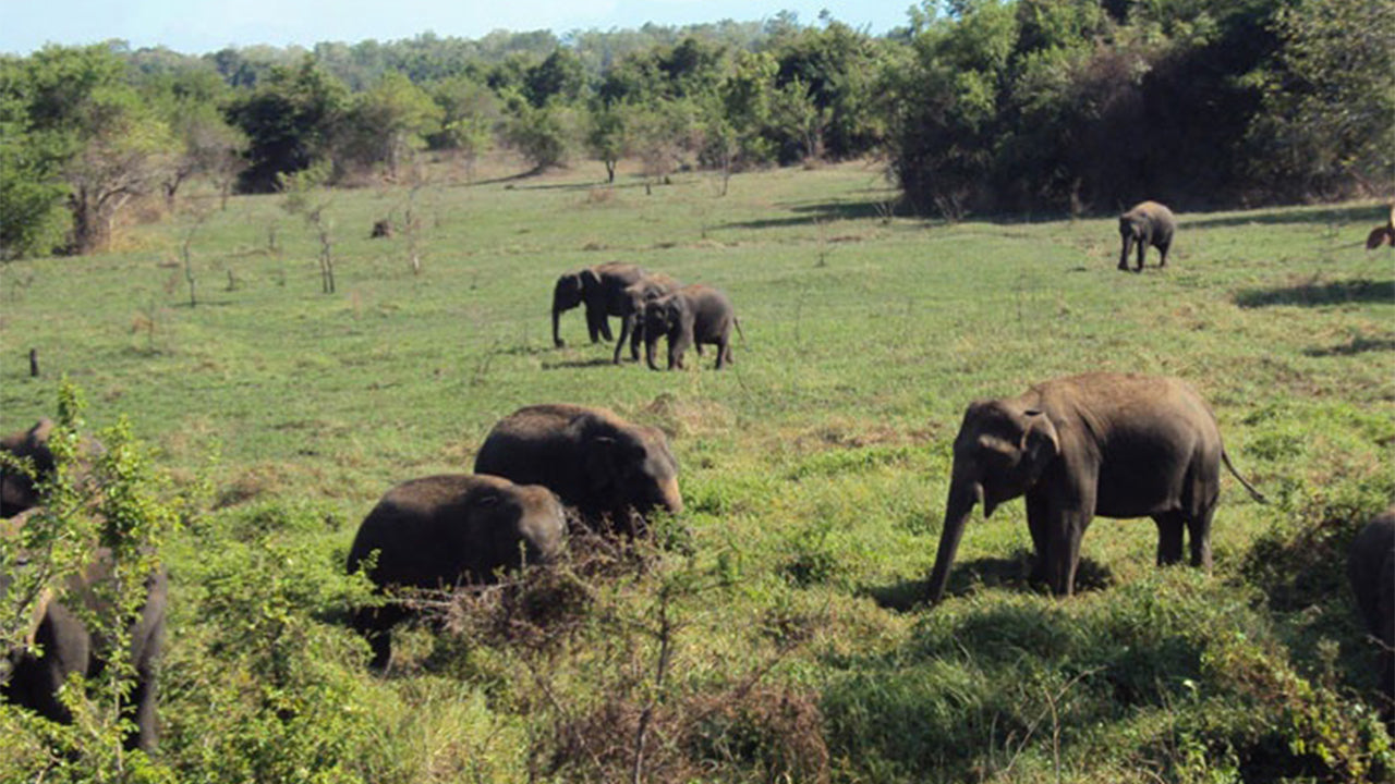 Safari al Parco Nazionale Wasgamuwa da Kandy