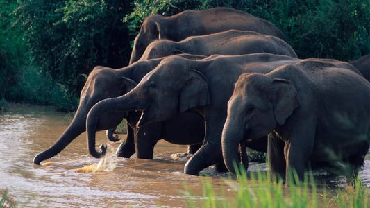 Safari al Parco Nazionale Wasgamuwa da Kandy