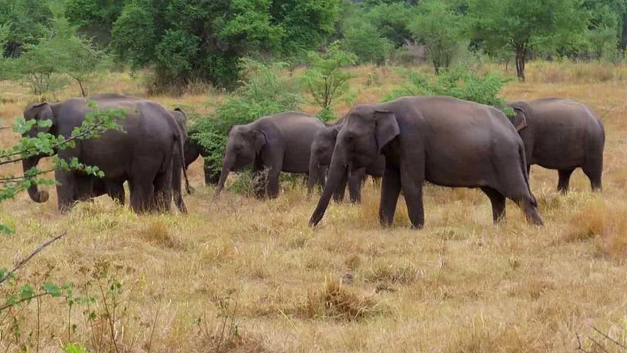 Safari al Parco Nazionale Wasgamuwa da Kandy
