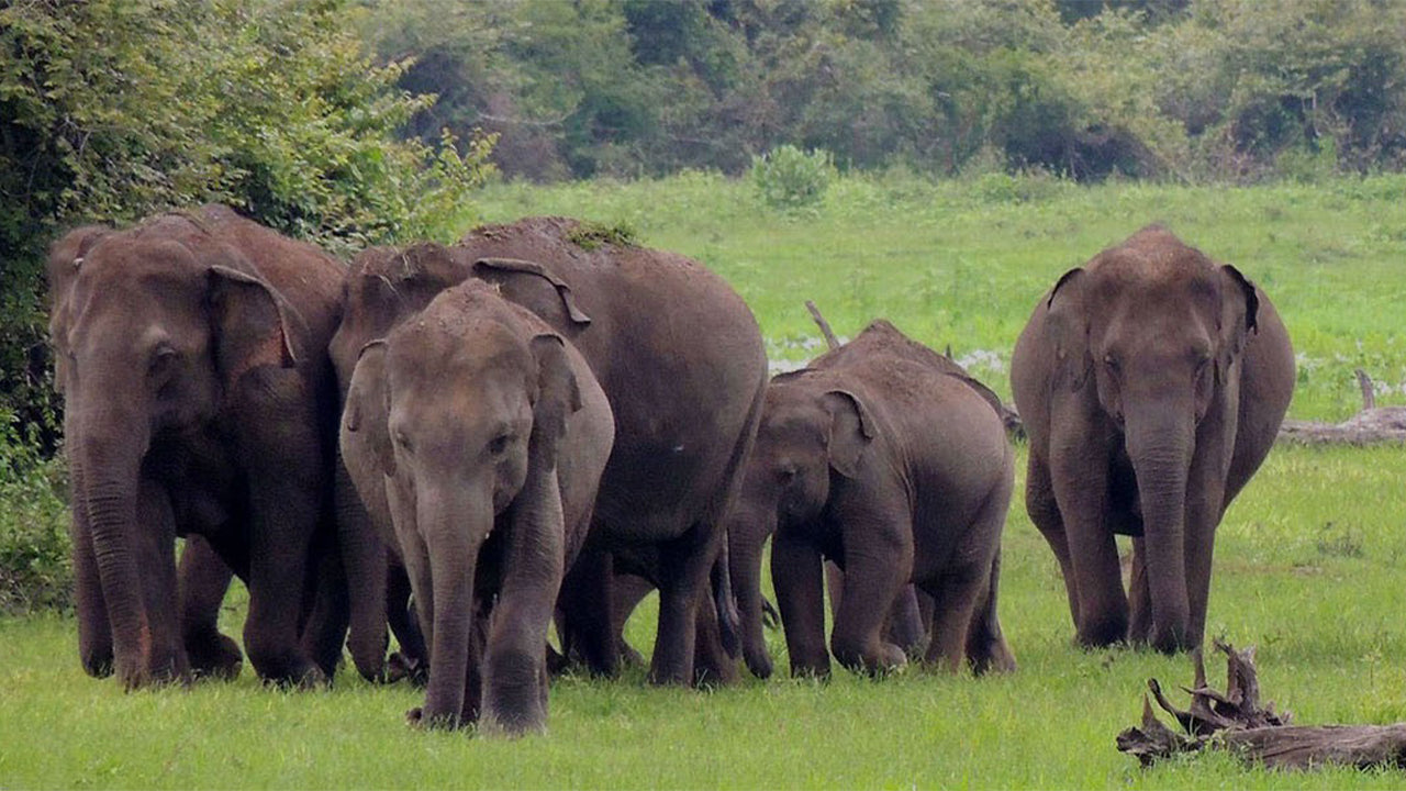 Safari al Parco Nazionale Wasgamuwa da Kandy
