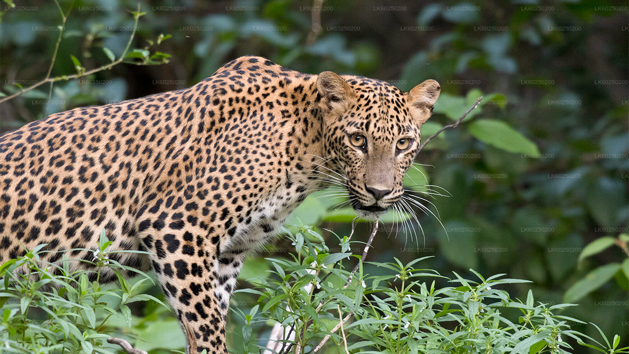 Safari nel Parco Nazionale Yala da Unawatuna