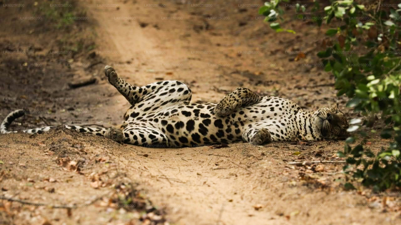 Safari nel Parco Nazionale Yala da Unawatuna