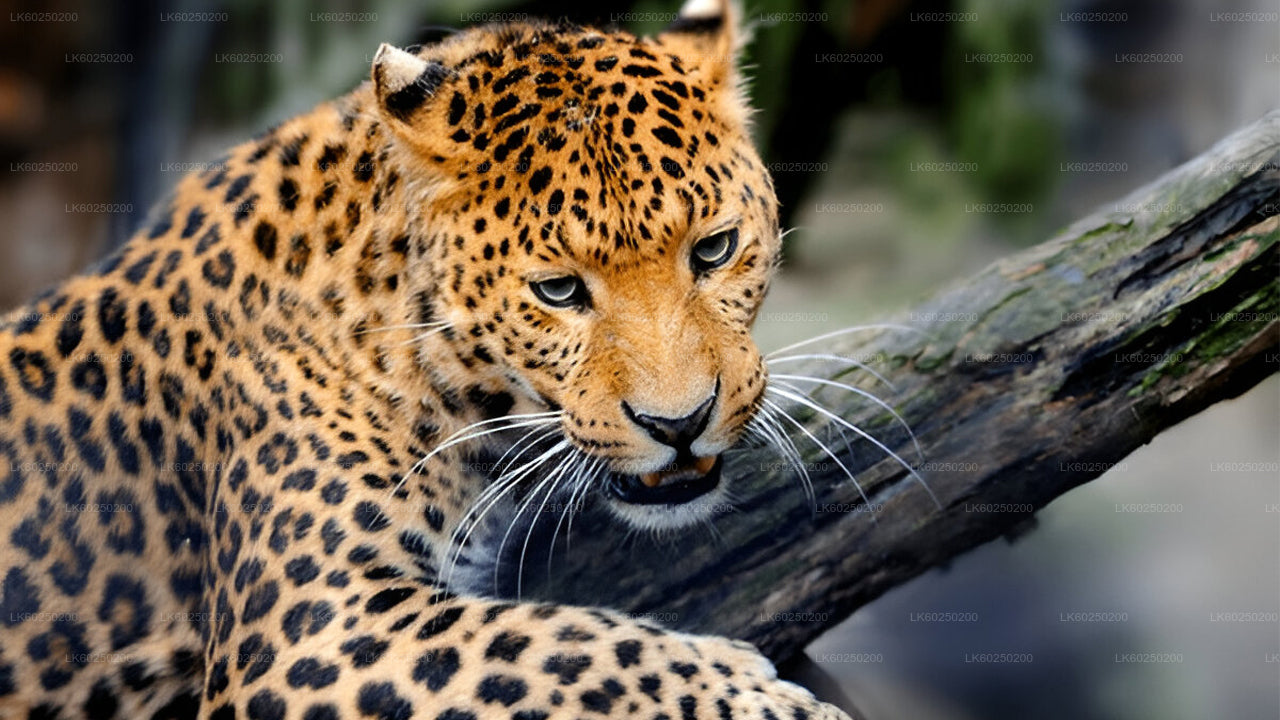 Safari nel Parco Nazionale Yala da Unawatuna