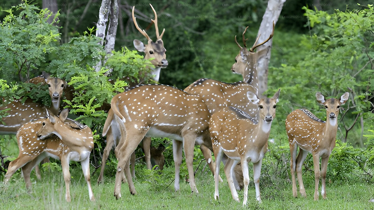 Safari nel Parco Nazionale Yala da Unawatuna