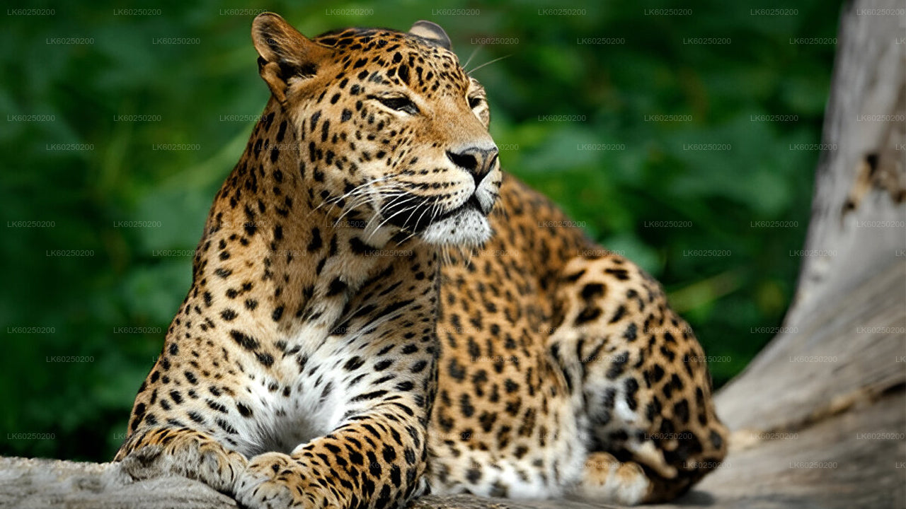 Safari nel Parco Nazionale Yala da Unawatuna