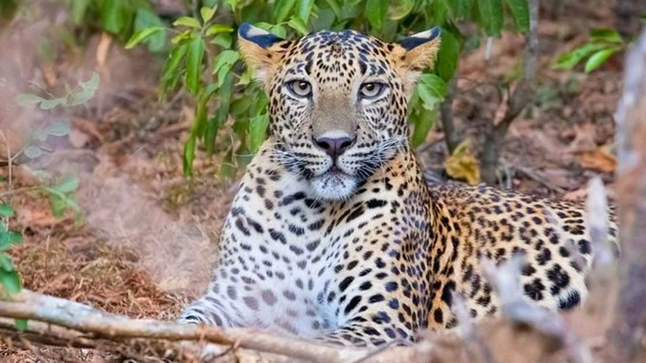 Safari nel Parco Nazionale di Yala da Weligama