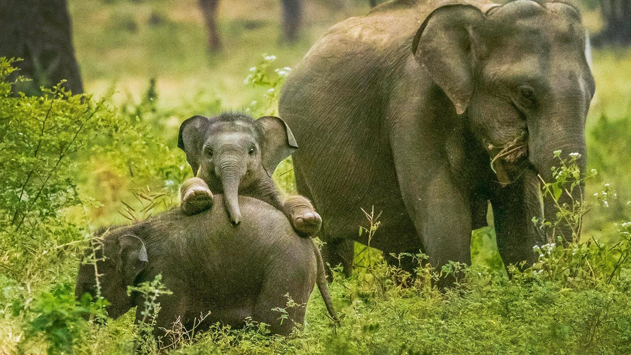 Safari nel Parco Nazionale di Yala da Weligama