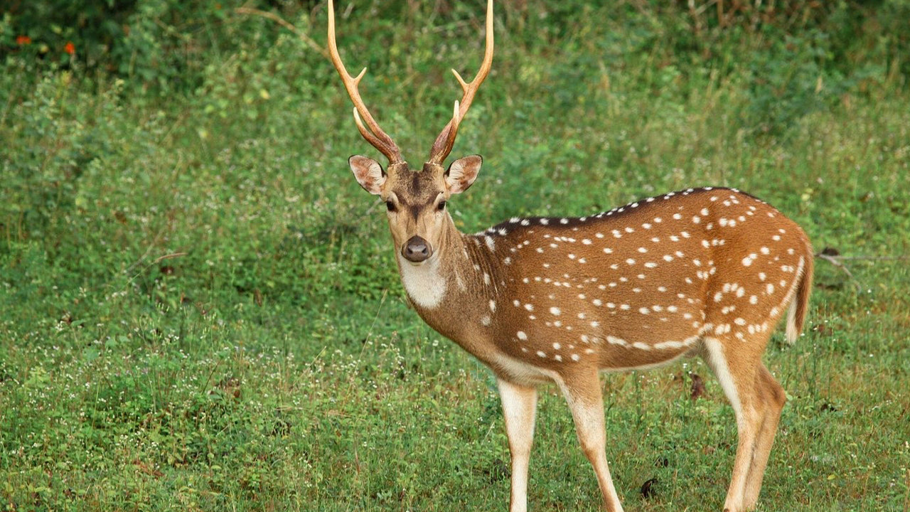 Safari nel Parco Nazionale di Yala da Weligama