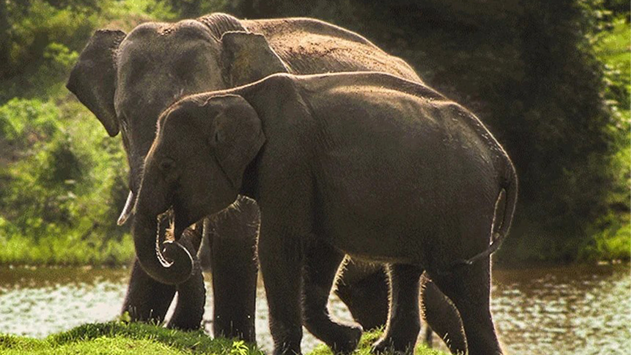 Safari nel Parco Nazionale di Yala da Weligama