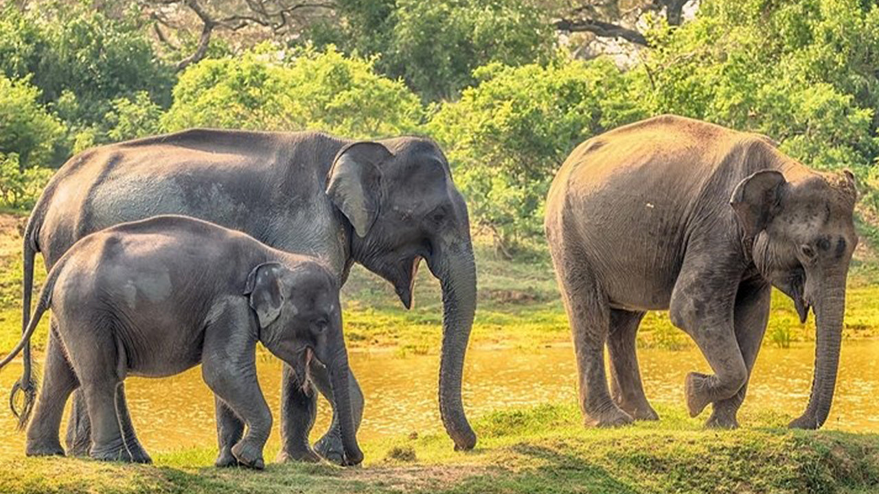 Safari nel Parco Nazionale di Yala da Weligama