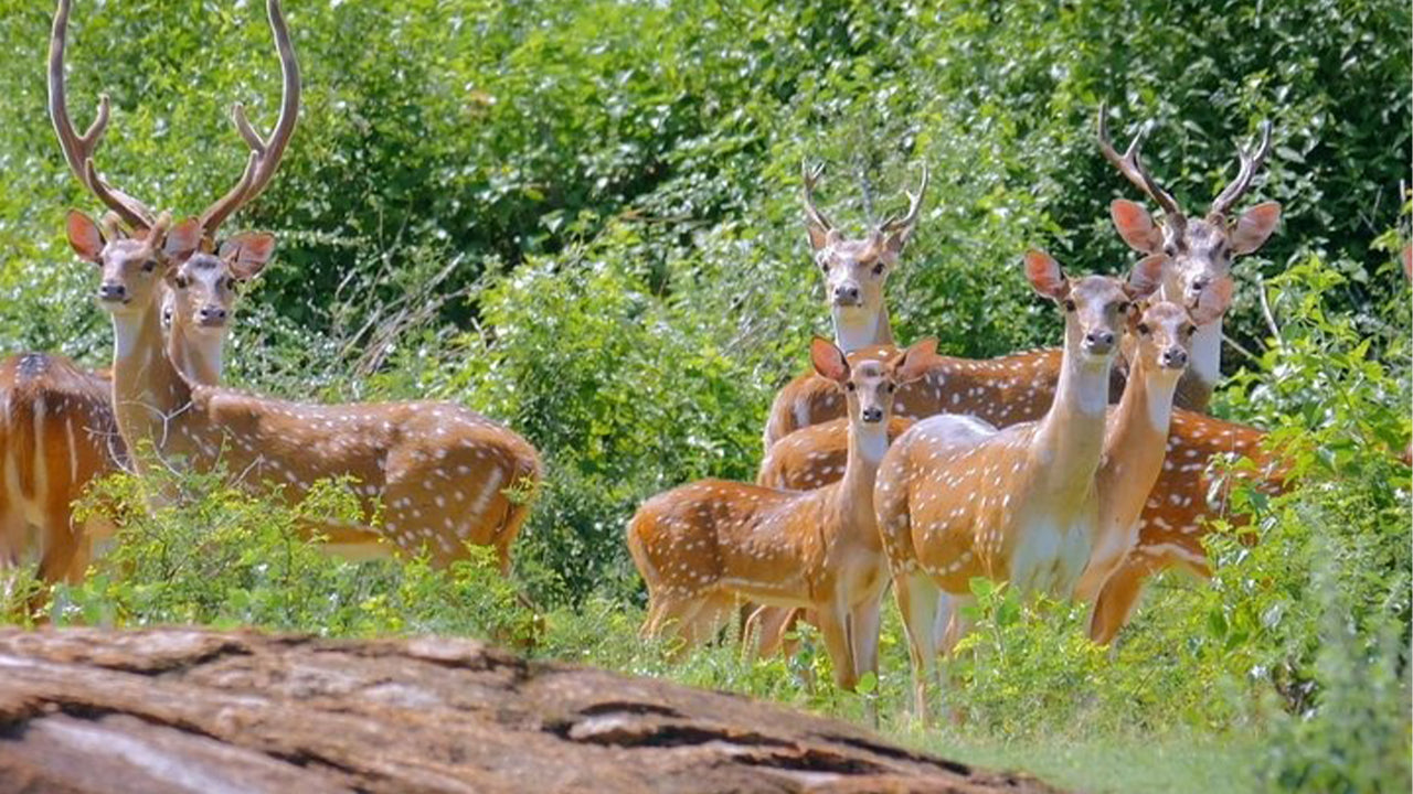 Safari nel Parco Nazionale di Yala da Weligama