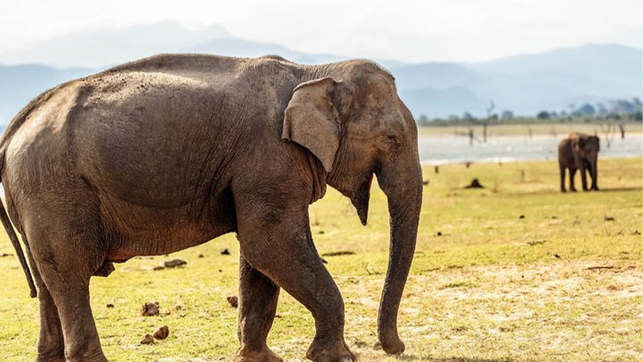 Safari nel Parco Nazionale Udawalawe da Mirissa