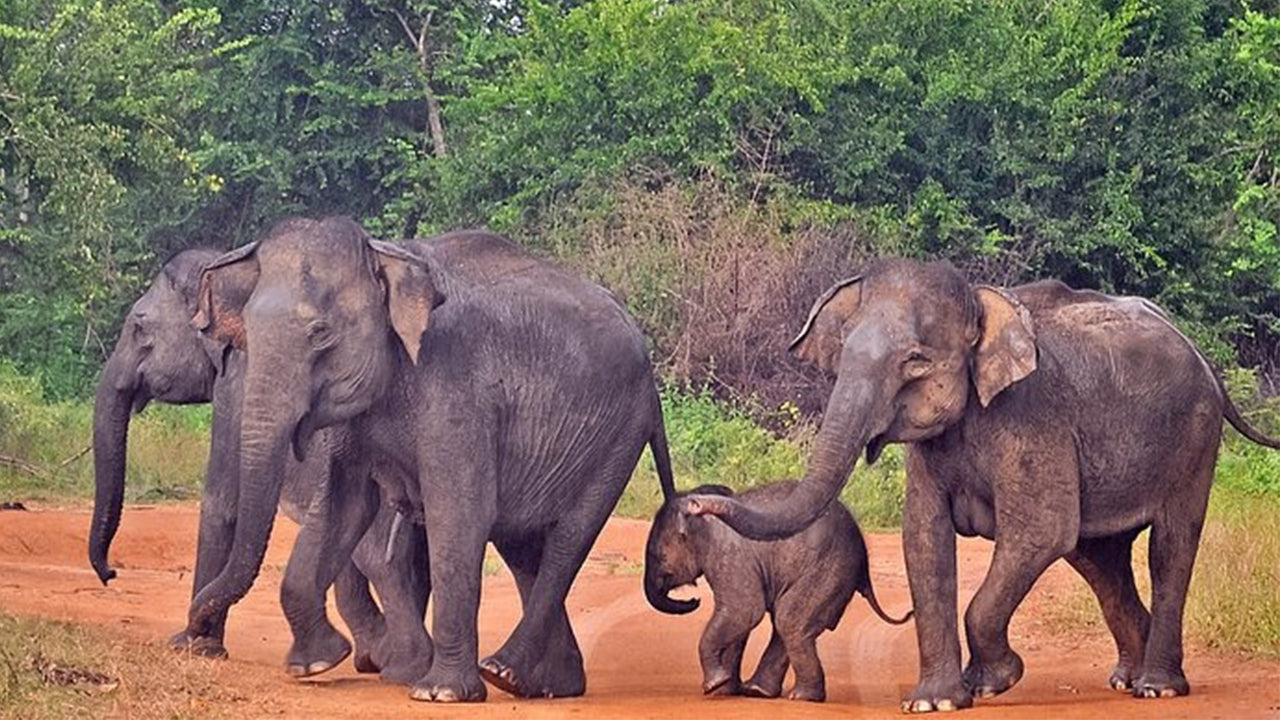 Safari nel Parco Nazionale Udawalawe da Mirissa