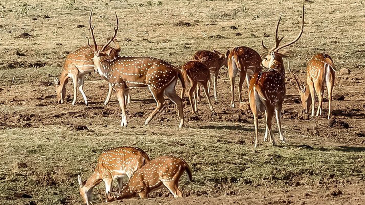 Safari nel Parco Nazionale Udawalawe da Mirissa