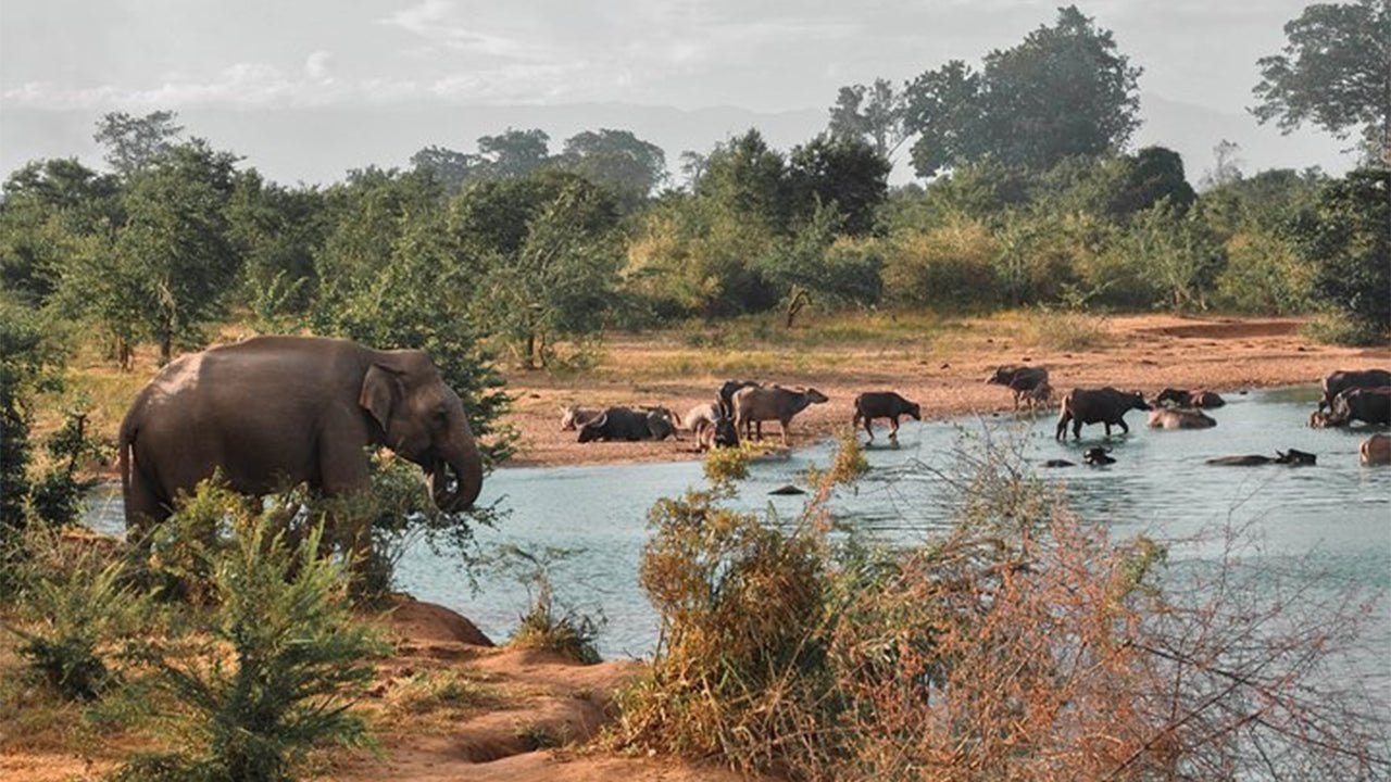 Safari nel Parco Nazionale Udawalawe da Mirissa