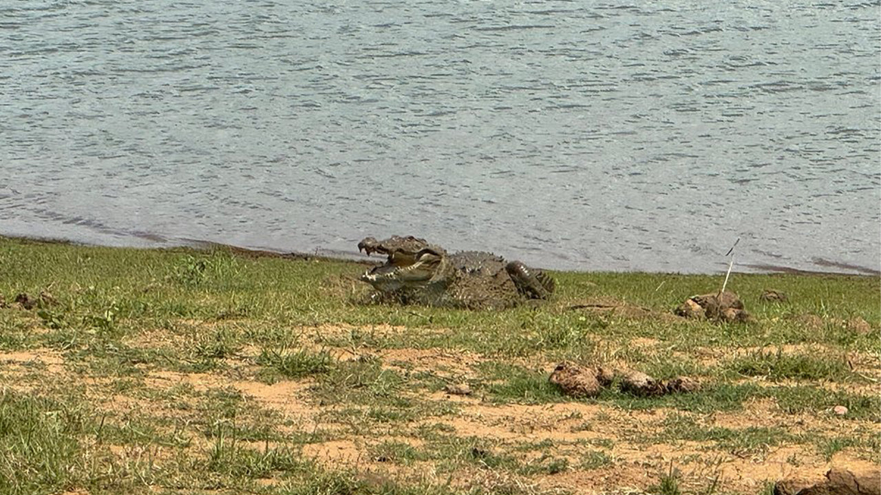 Safari nel Parco Nazionale Udawalawe da Mirissa