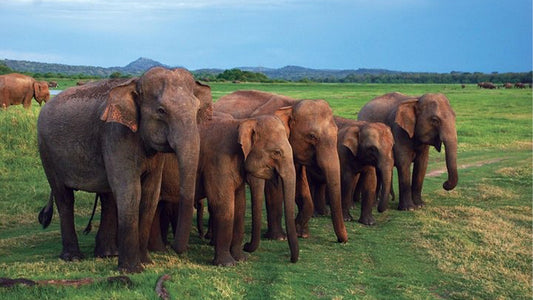Safari nel Parco Nazionale Udawalawe da Mirissa