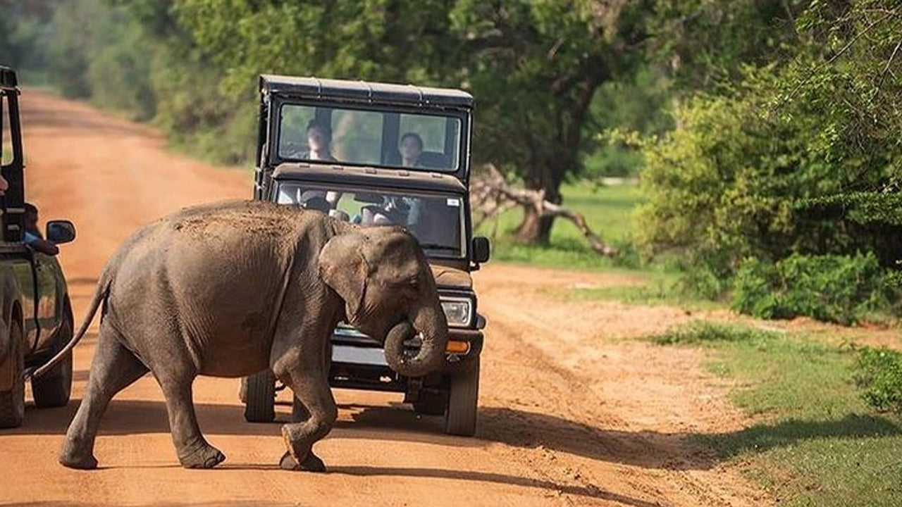 Safari nel Parco Nazionale Udawalawe da Mirissa