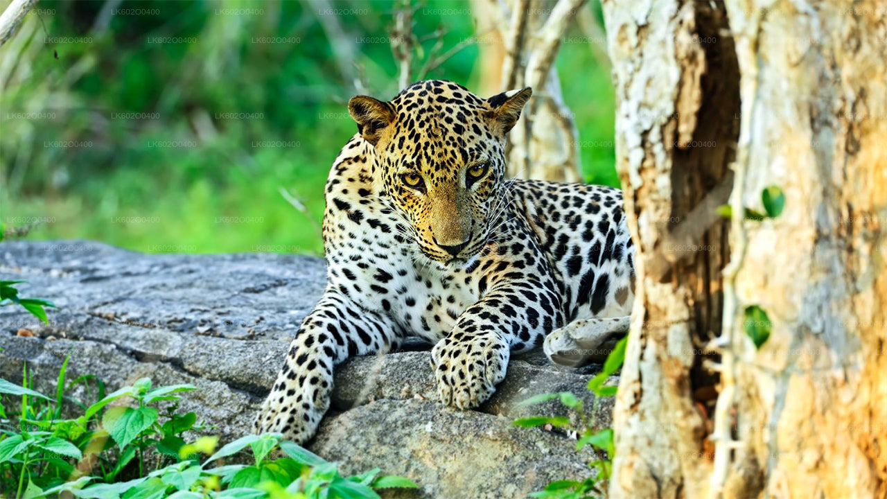 Safari al Parco Nazionale di Yala da Mirissa