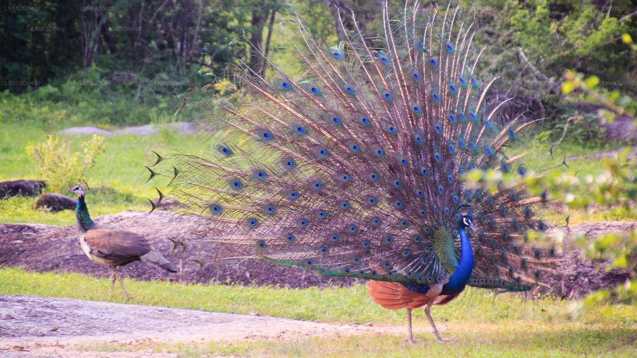 Safari al Parco Nazionale di Yala da Mirissa