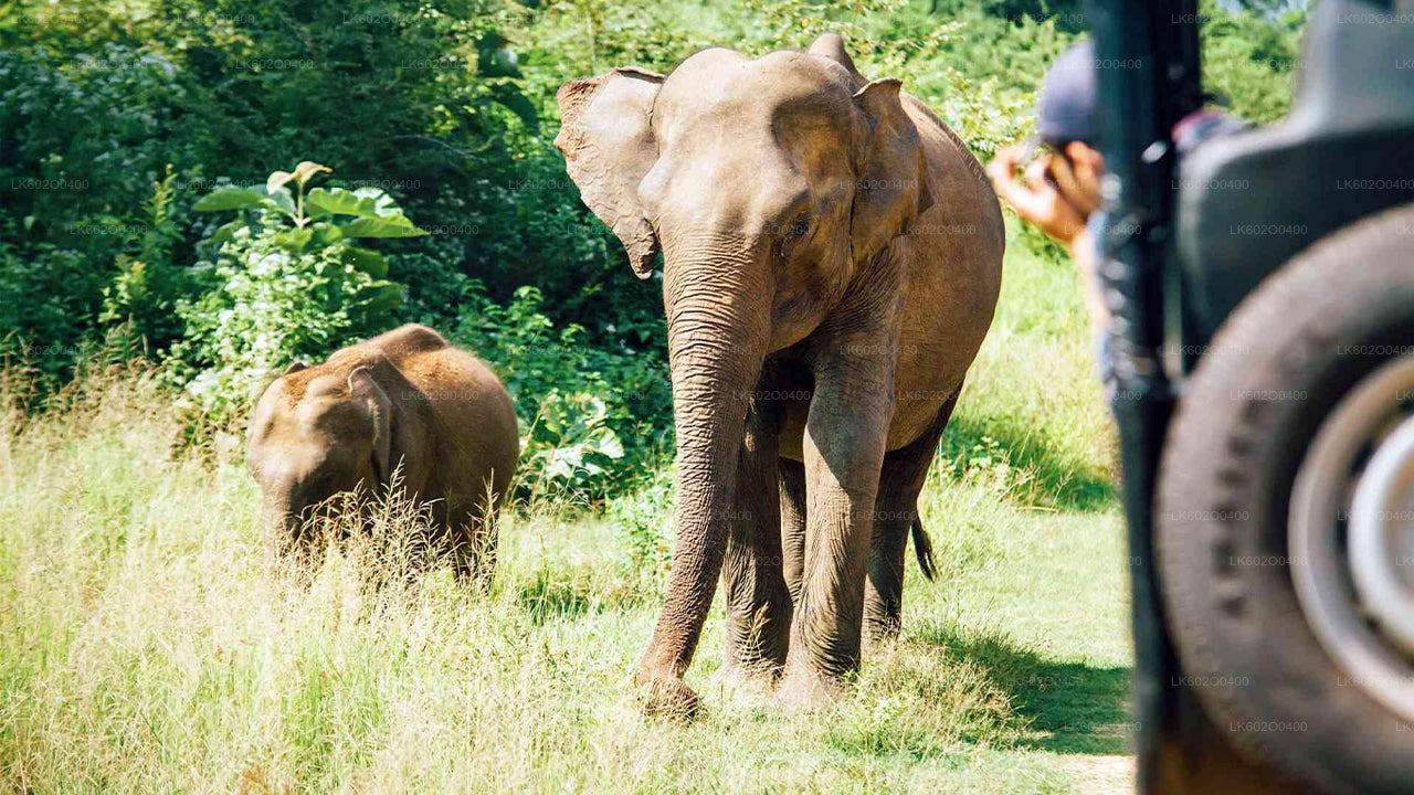 Safari al Parco Nazionale di Yala da Mirissa
