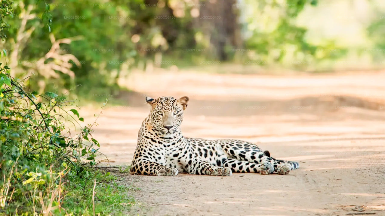 Safari al Parco Nazionale di Yala da Mirissa
