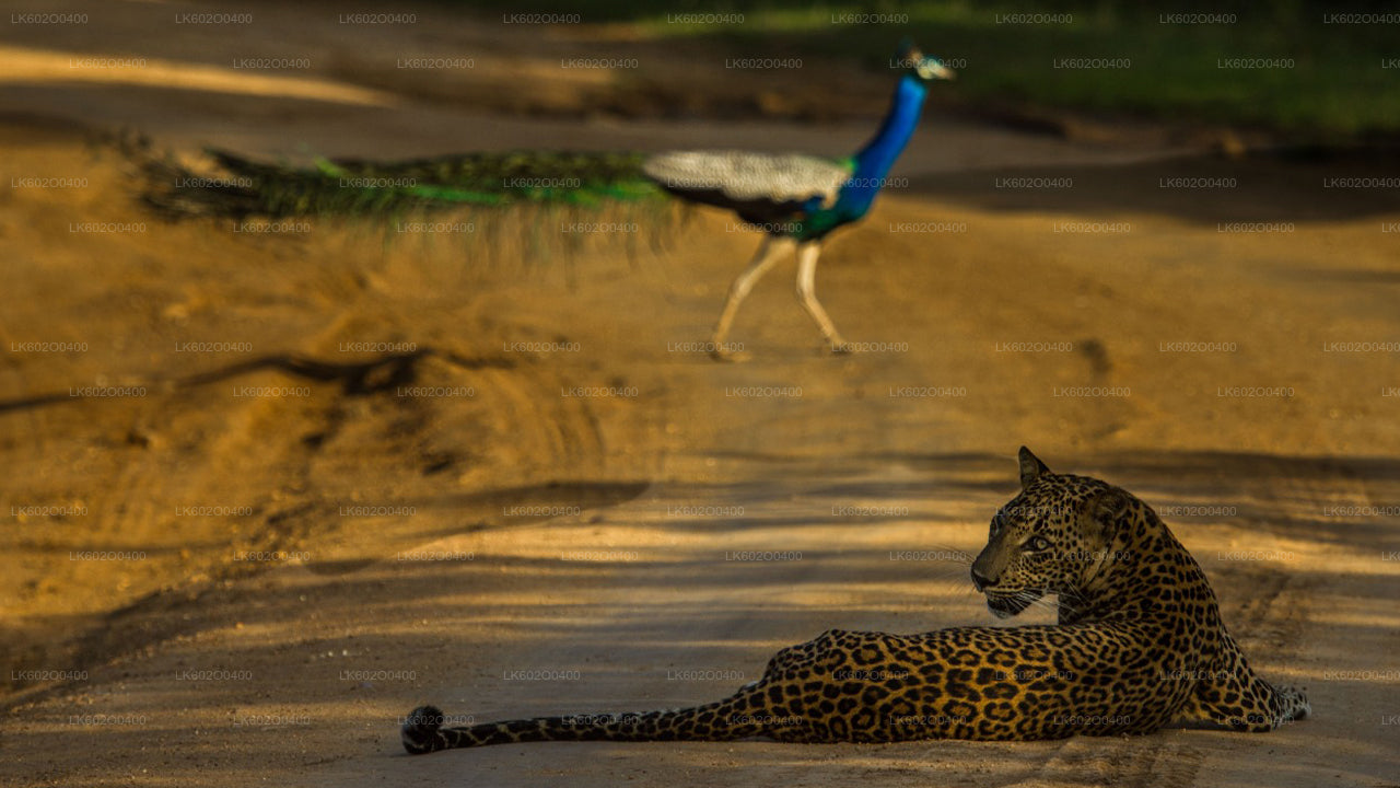 Safari al Parco Nazionale di Yala da Mirissa