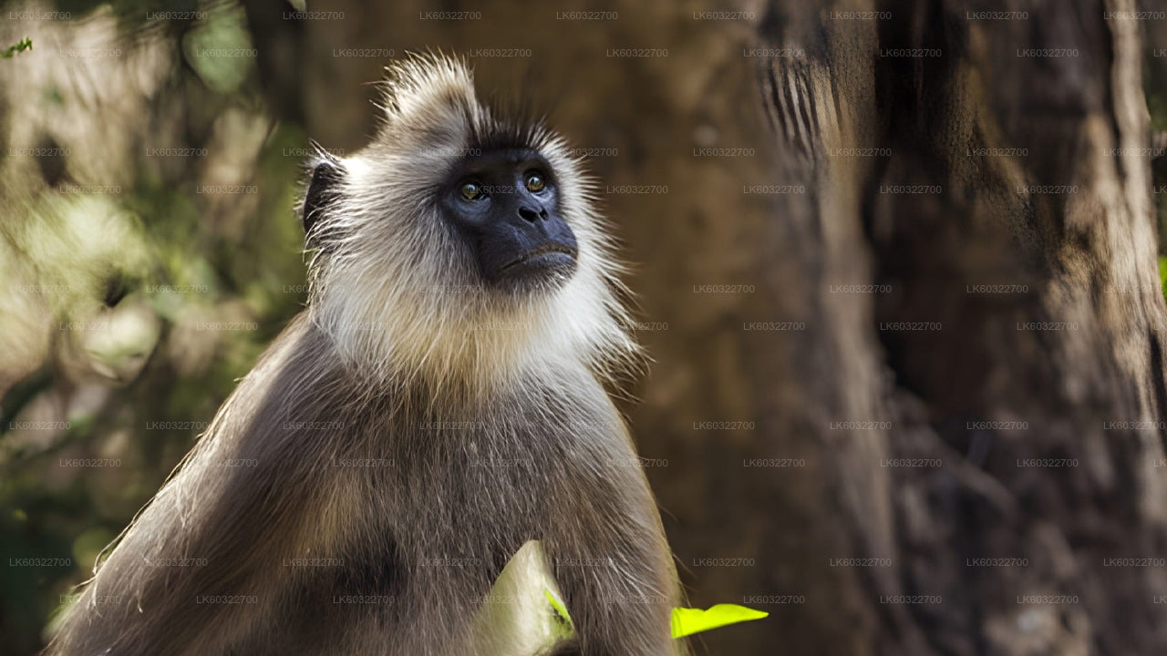 Gray monkey with a black face sitting among trees