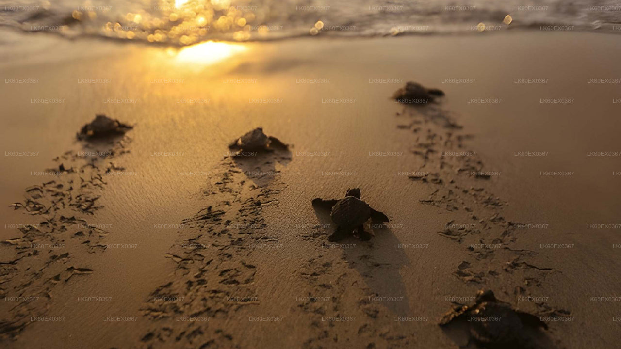 Baby Turtle Release from Unawatuna
