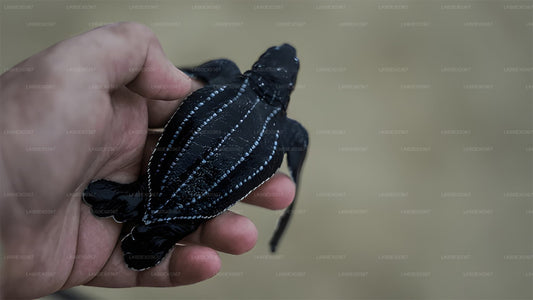 Liberazione di una tartaruga neonata da Induruwa