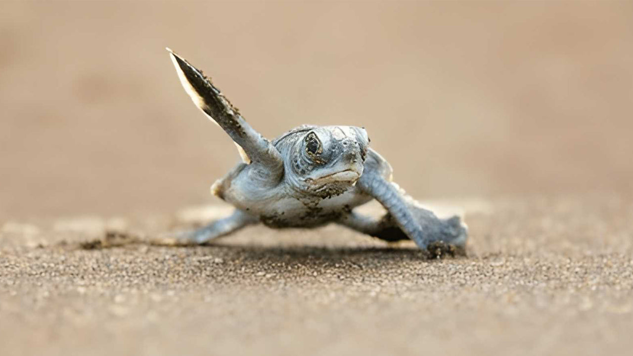 Punti salienti della costa meridionale e safari fluviale da Ahungalla