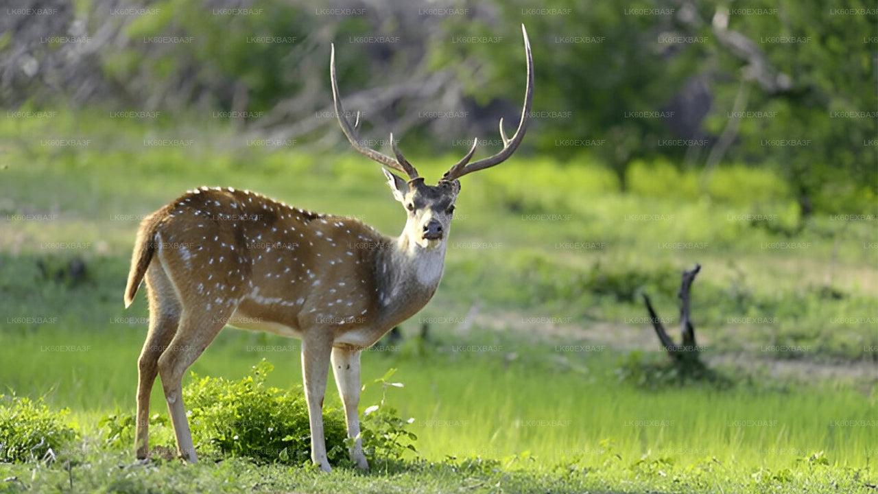 Deer standing in a grassy field with greenery in the background
