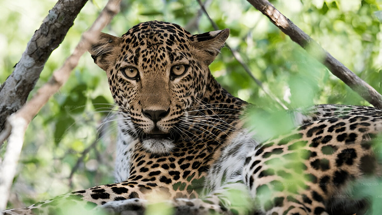 Leopard in a natural setting with green foliage