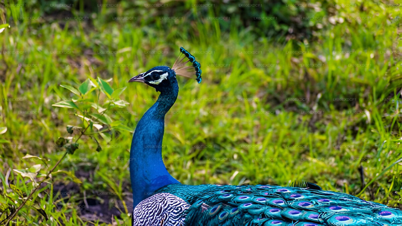 Private Tour from Ella to Mirissa with Udawalawe Safari