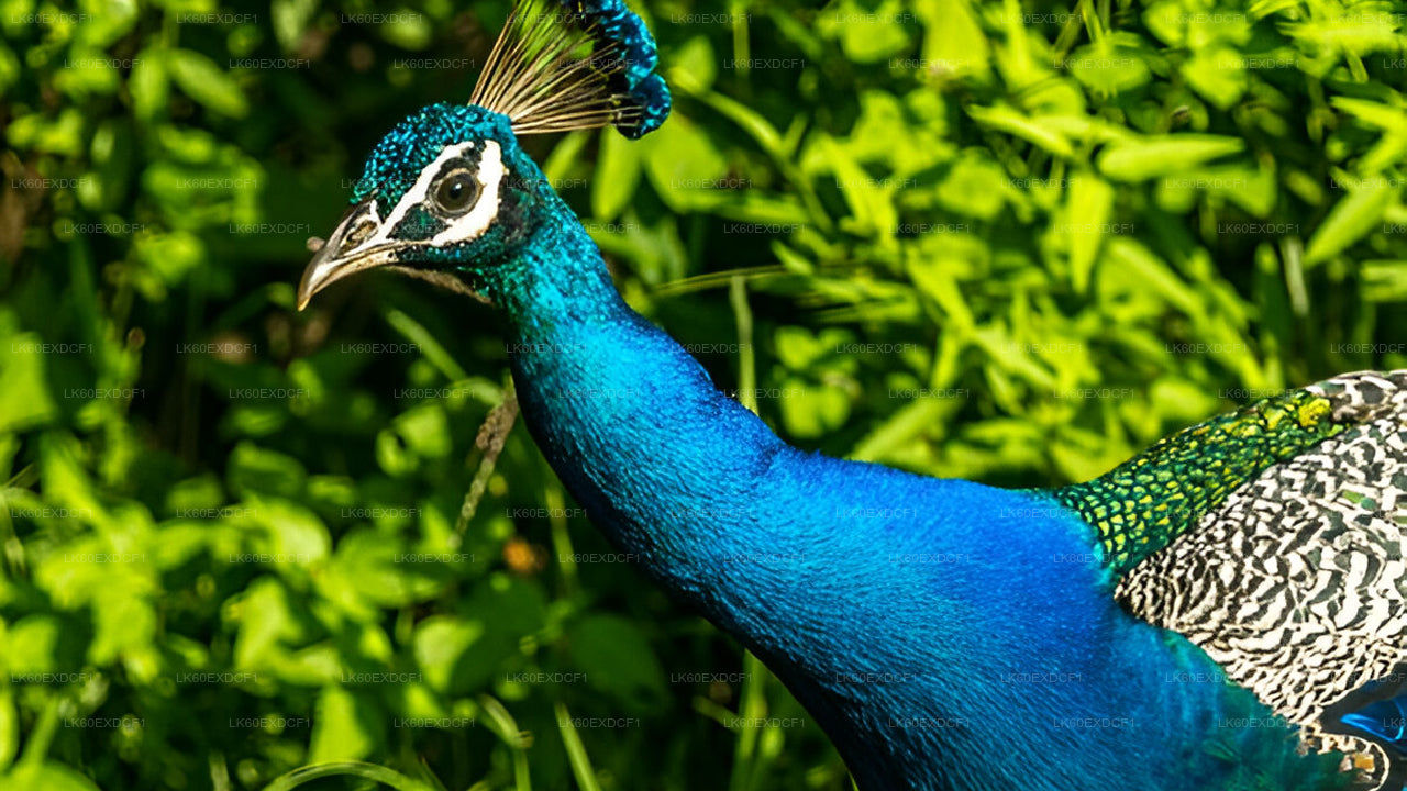 Private Tour from Ella to Mirissa with Udawalawe Safari