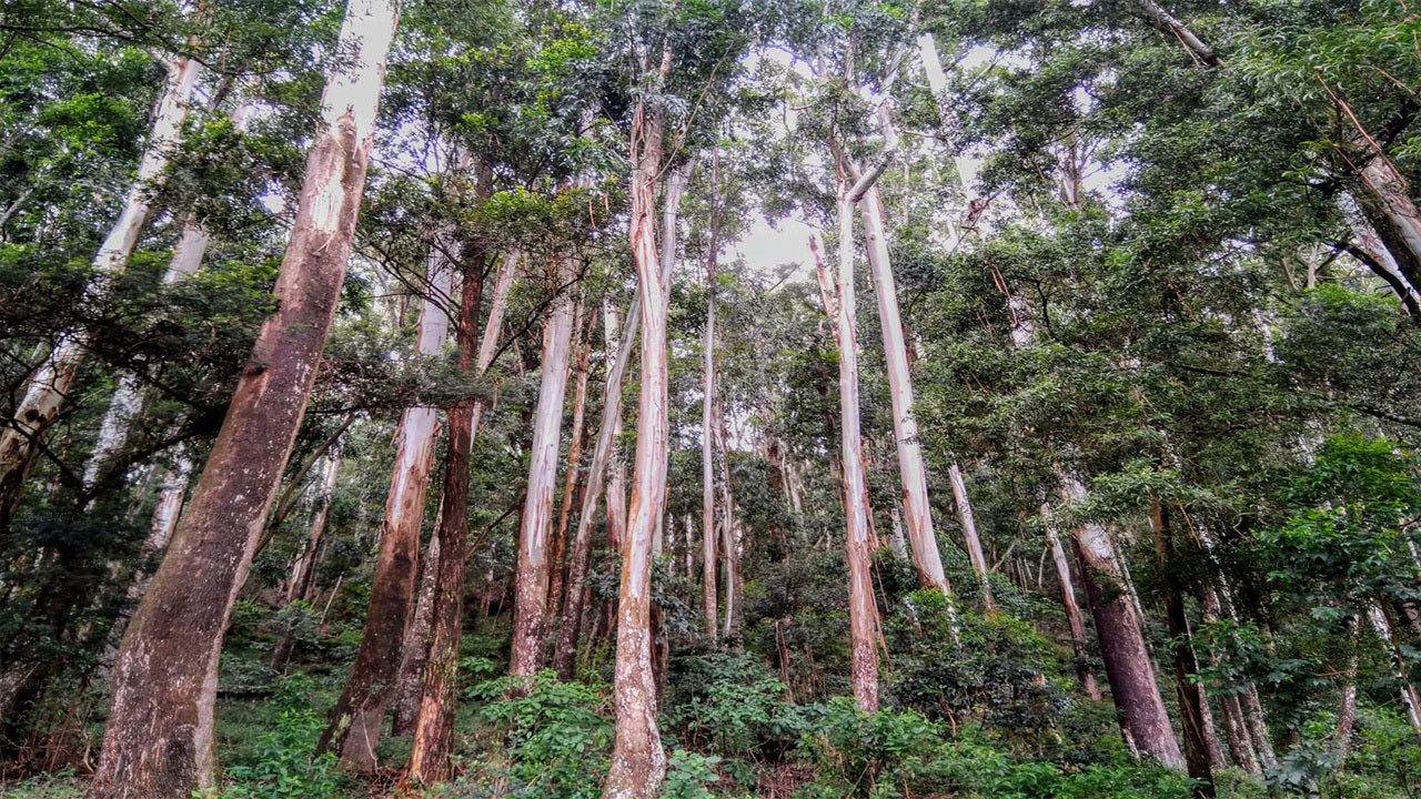 Escursione alla Roccia del Leone dalla foresta pluviale di Sinharaja