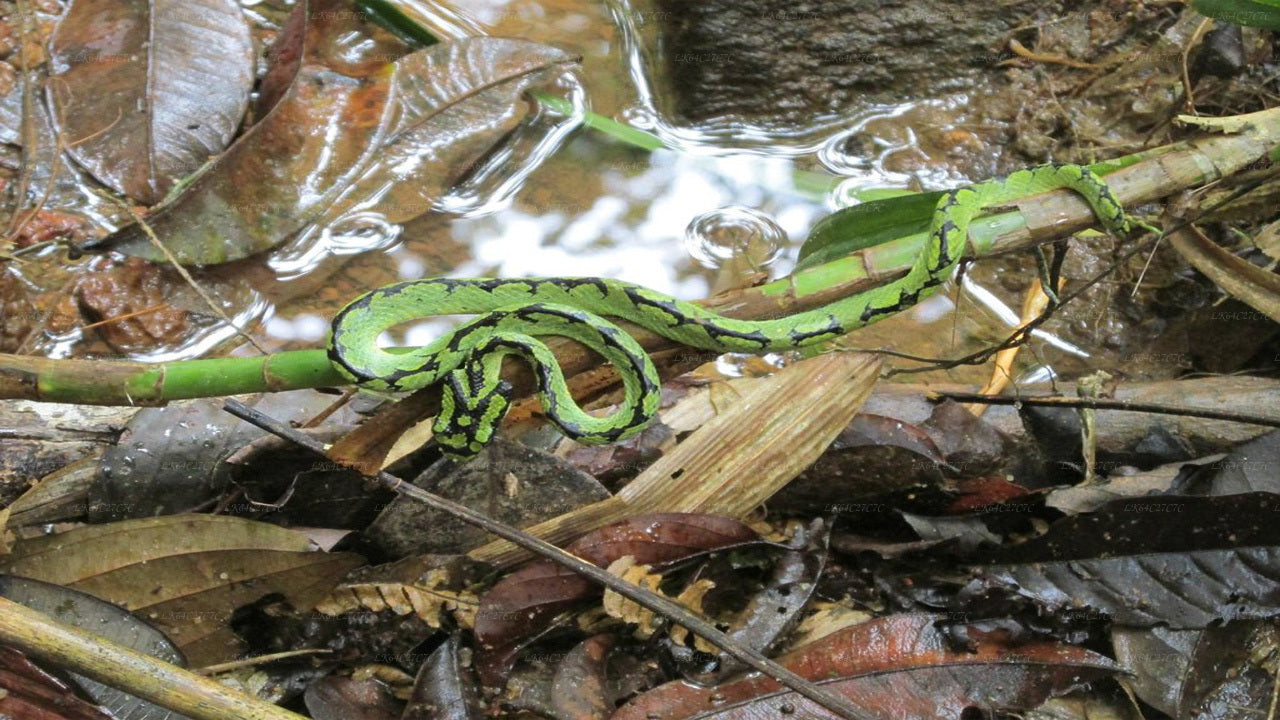 Escursione alla Roccia del Leone dalla foresta pluviale di Sinharaja