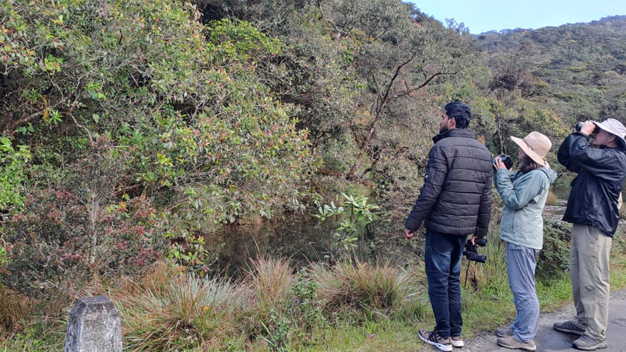 Birdwatching dalla foresta pluviale di Sinharaja