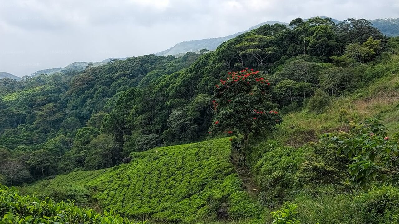 Hilly landscape with green tea plantations and dense forest