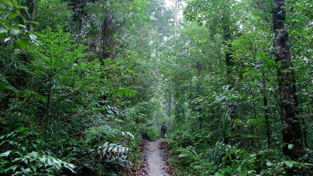 Escursione alla Roccia del Leone dalla foresta pluviale di Sinharaja