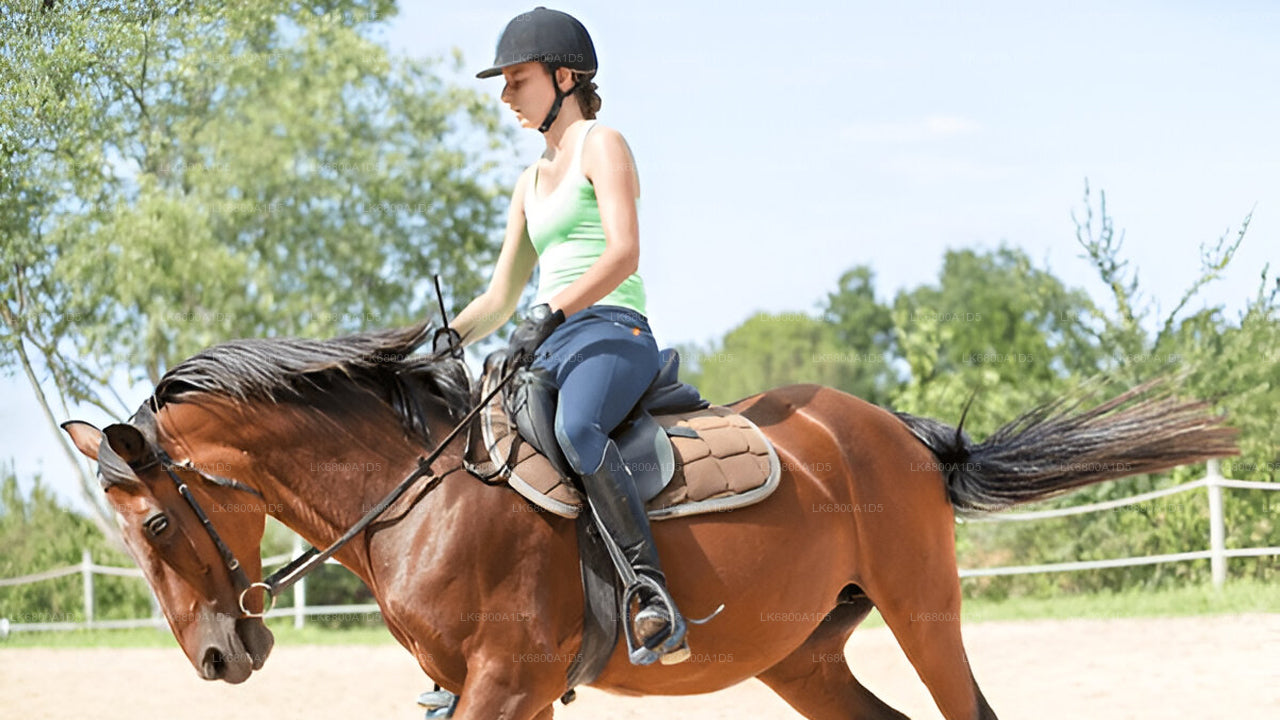Horse Riding From Dambulla