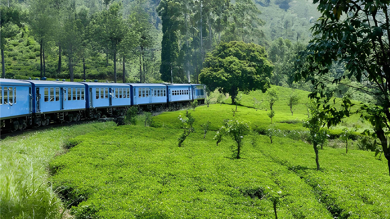Viaggio in treno da Ambewela a Ella (treno n. 1005/1015)