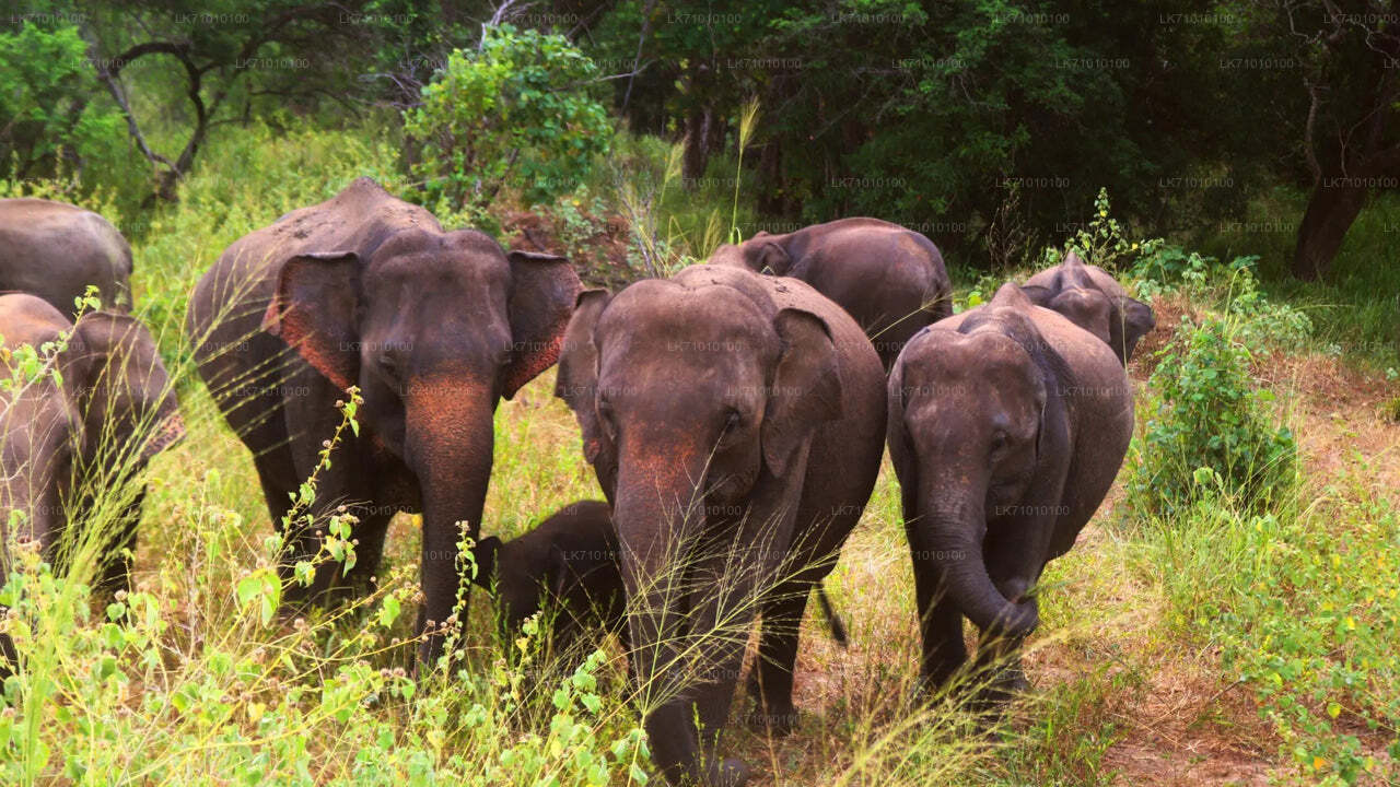 ALT text: "A herd of Sri Lankan elephants walking through tall grass in the jungle, with adults and calves moving together."