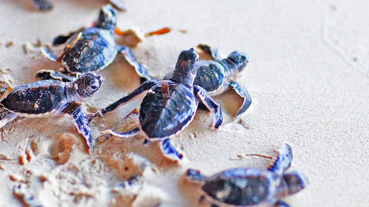 Virgin White Tea Factory and Galle Fort from Colombo