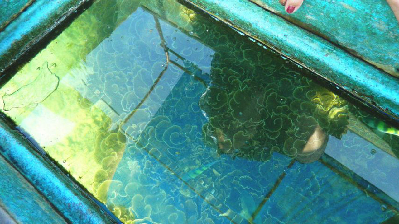 Glass Bottom Boat Ride from Hikkaduwa